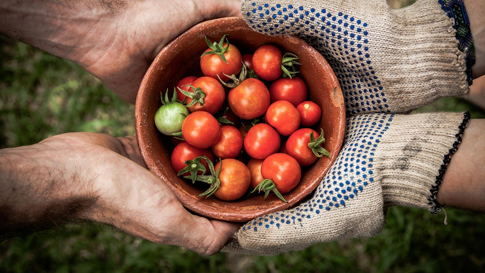 Tomatenernte